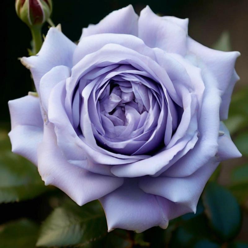 Необычные цвета цветов 